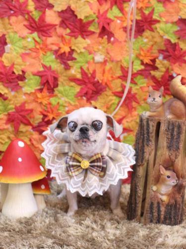 20241108マロニーちゃん